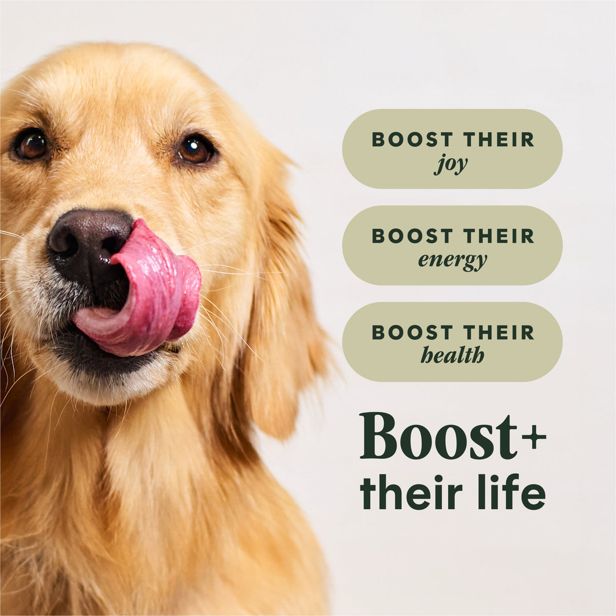 Instinct Raw Boost Whole Grain Salud Digestiva (Gut Health) Pollo para Perro – imagen 4